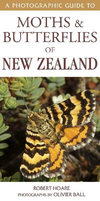 A Photographic Guide to Moth & Butterflies of New Zealand cover image